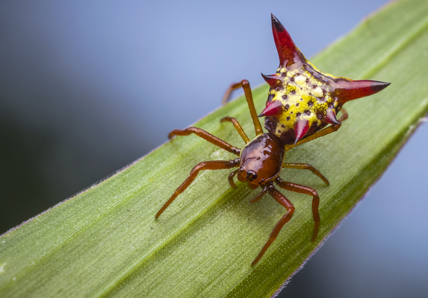A aranha da espécie 'Micrathena sagittata' (Foto: Wikimedia Commons)