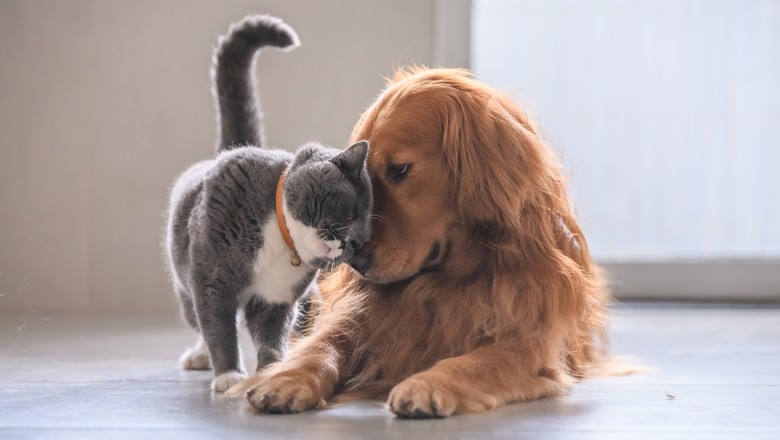 cachorro e gato (Foto: Getty Images)