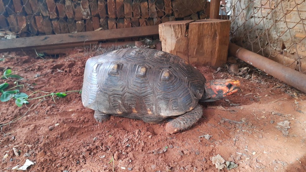 Animal foi recolhido na casa de homem foragido em MS, diz PMA — Foto: PMA/Divulgação