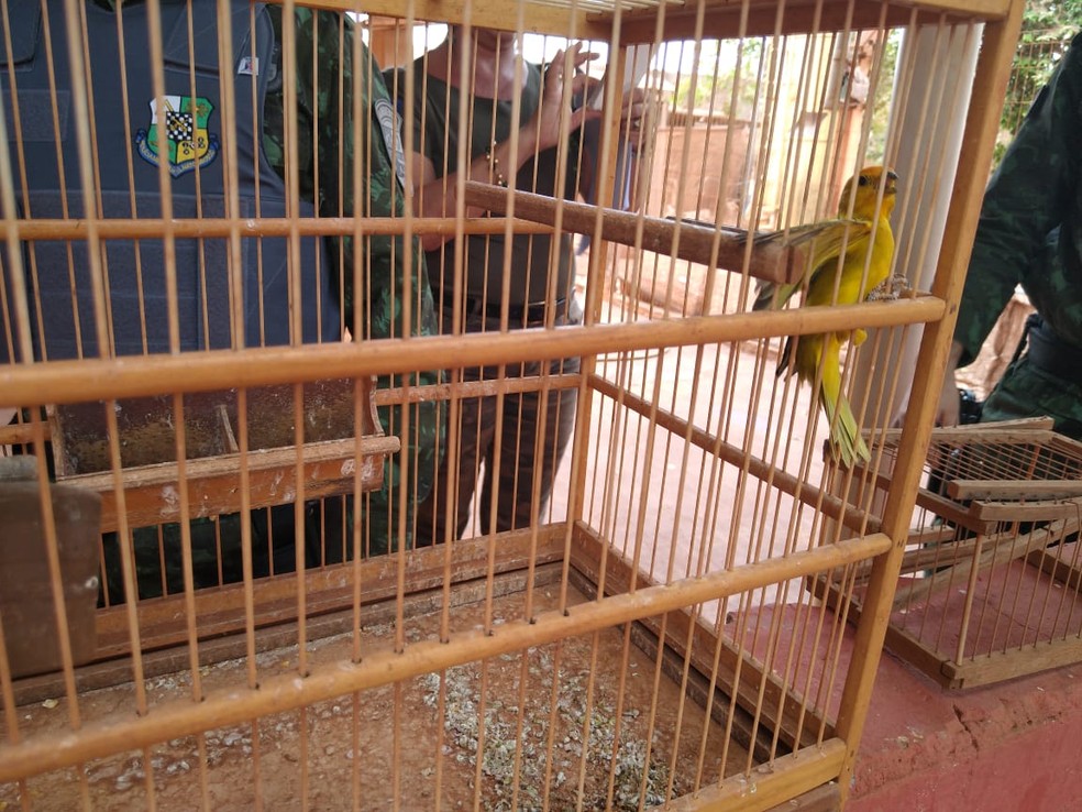 Pássaros foram resgatados — Foto: Polícia Ambiental-MT/ Divulgação