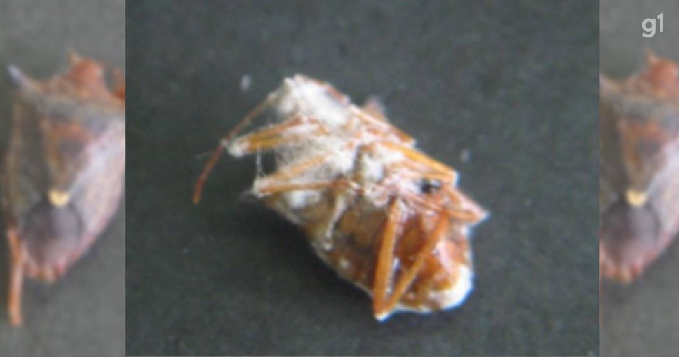 Segundo pesquisa, fungo se torna vis&iacute;vel cerca de 3 dias depois de consumir v&iacute;timas &mdash; Foto: Arquivo/Patr&iacute;cia Dalzoto