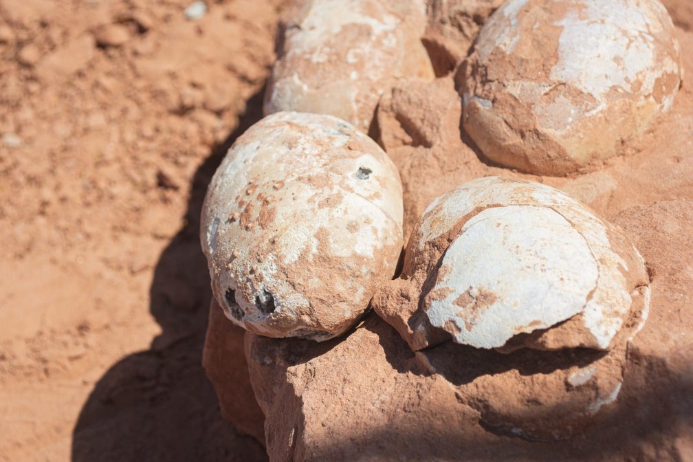 Ovos fossilizados de dinossauro terópode foram encontrados em Presidente Prudente (SP) e estão sob estudos de pesquisadores — Foto: Stephanie Fonseca/g1