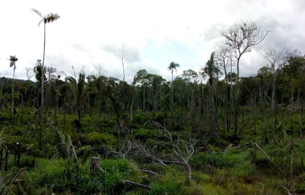 Área investigada por desmatamento ilegal em Rondolândia — Foto: Ibama