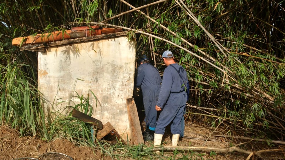 Monitoramento é feito para encontrar morcegos em áreas de registro de raiva  — Foto: Defesa Agropecuária Estadual/Divulgação