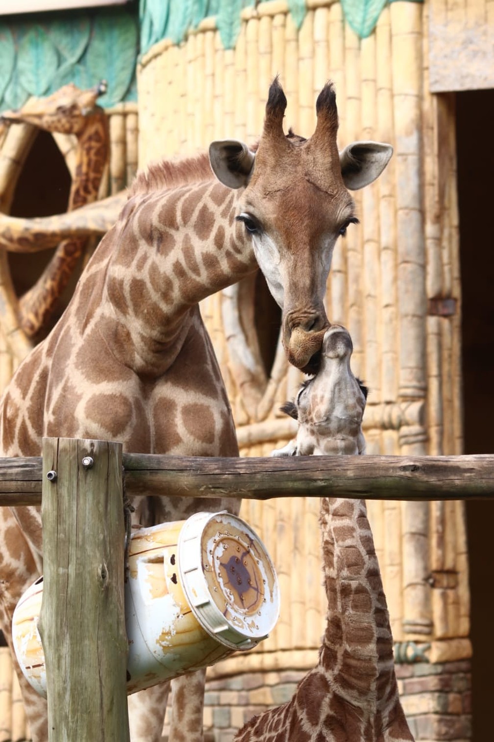 Girafa nasce com 1,80 metro em parque de Penha — Foto: Luiz Souza/NSC TV