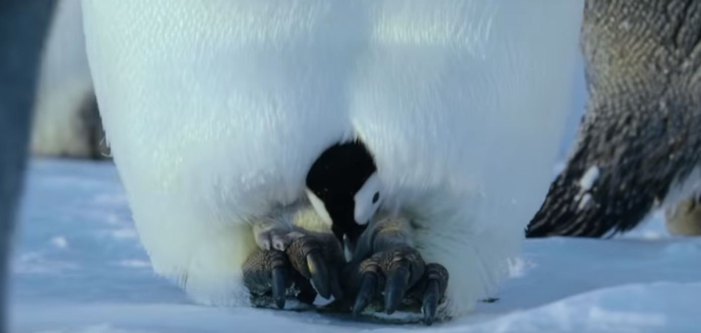Mãe e filhote pinguim salvos pela iniciativa dos produtores do documentário da BBC, Dynasties. (Foto: Reprodução / YouTube)