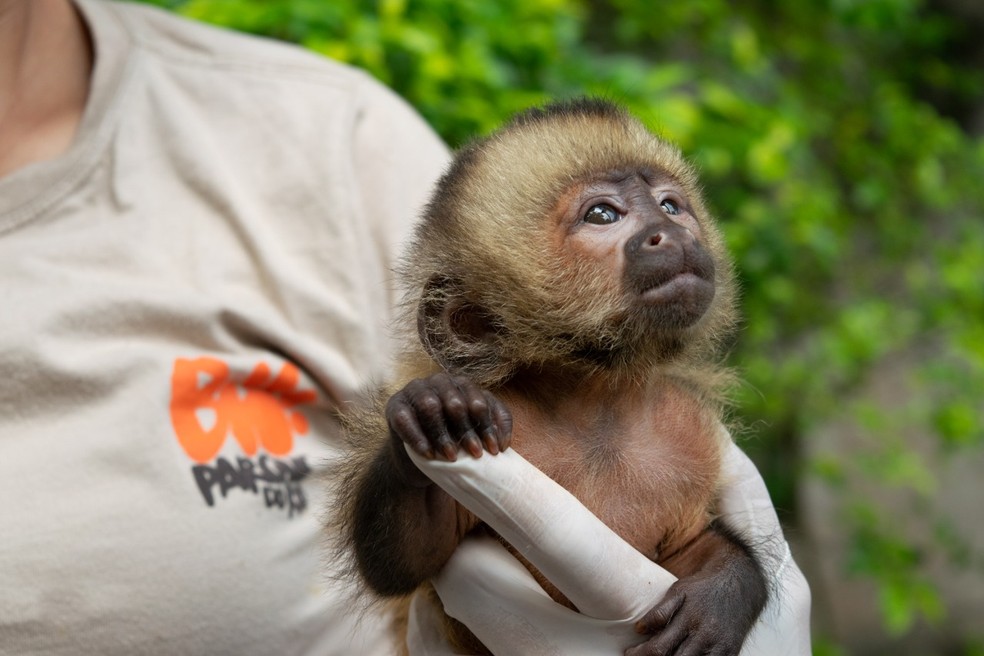 BioParque do Rio anuncia novo morador, filhote de macaco-prego-do-peito-amarelo  batizado de 'Abu' | Rio de Janeiro | G1
