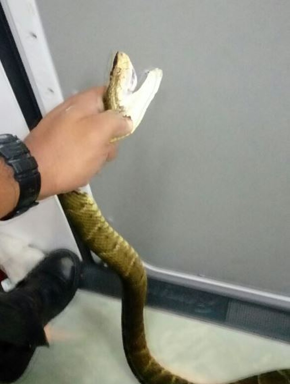 A serpente deve ser avaliada e vai ajudar os pesquisadores a montarem um perfil do animal (Foto: Elvisson Jair/Arquivo pessoal )