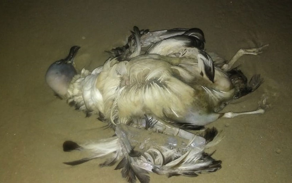 Uma das aves que foi achada morta em praia de Ilhéus, no sul da Bahia — Foto: Divulgação/Projeto A-Mar