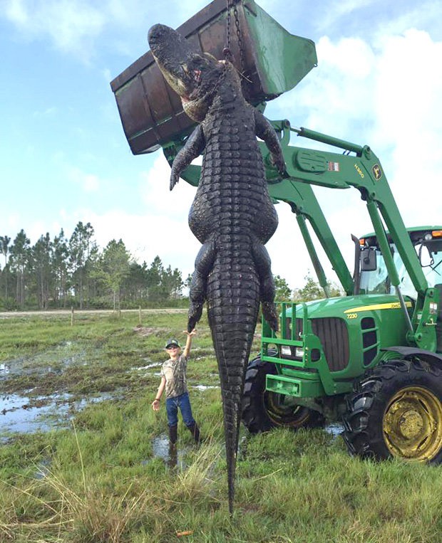 Crocodilo gigante é encontrado na Flórida (Foto: Reprodução)