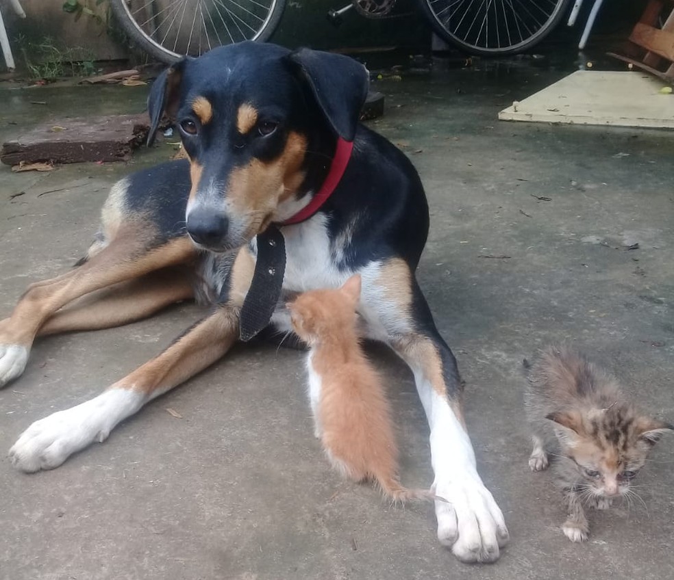 Após a rejeição da mãe, gatinhos se aproximaram da cadela Lassie - Piripiri, Piauí — Foto: Arquivo Pessoal