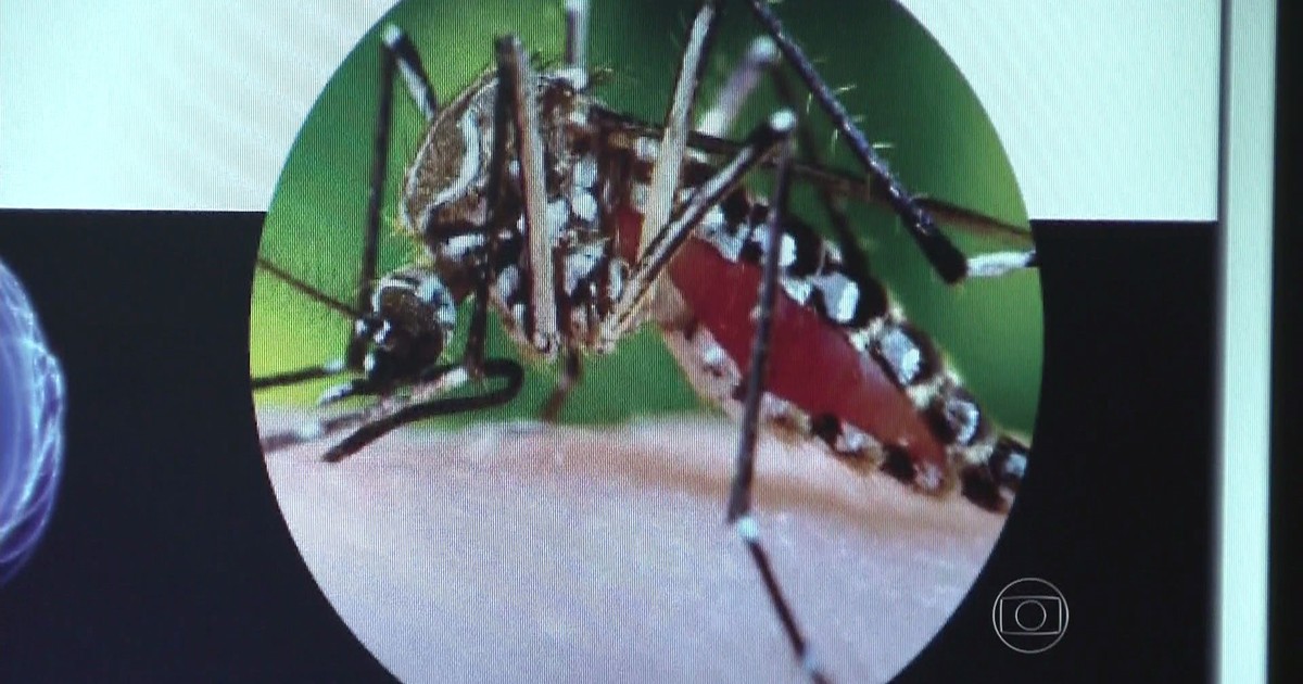 Brasil tem 337 casos de chikungunya, segundo Ministério da Saúde