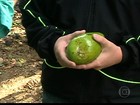 Seca prejudica produção de abacate em Minas Gerais