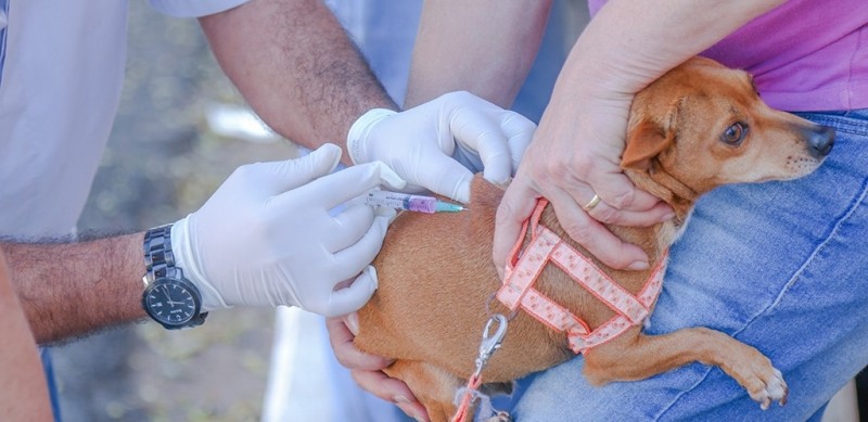 Começa a vacinação antirrábica em cães e gatos da zona rural de Araxá