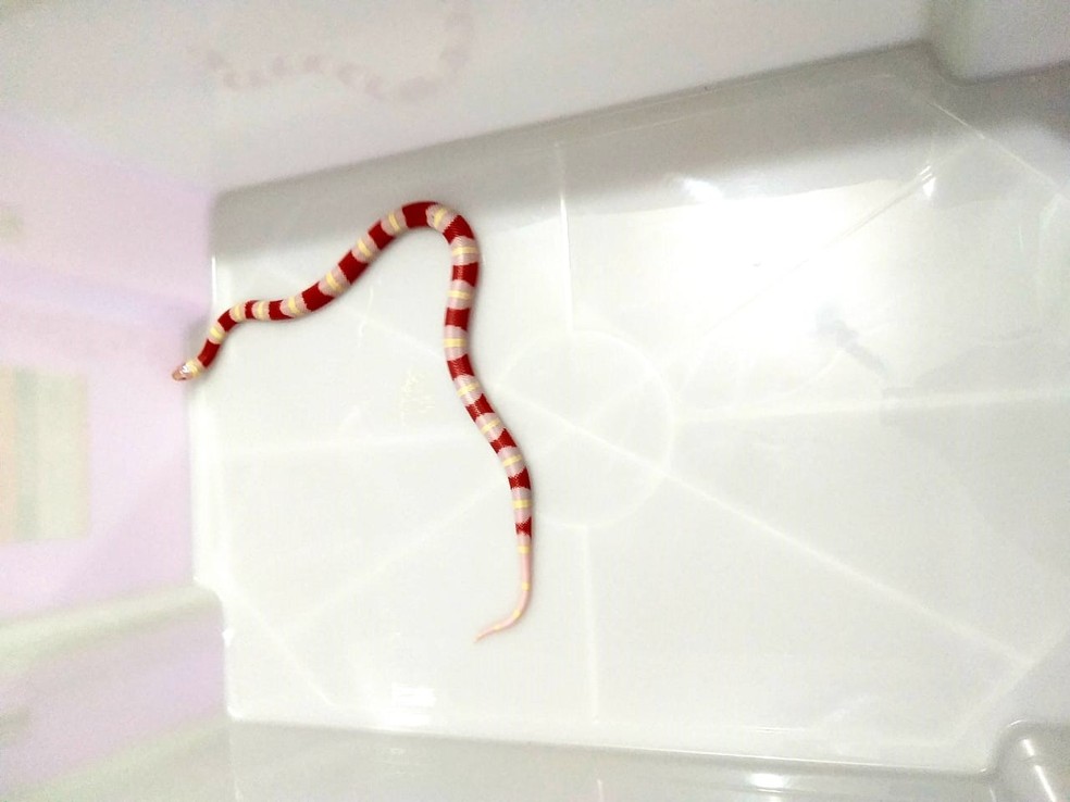 Corn snake foi apreendida durante operação da Polícia Ambiental, em Presidente Prudente (SP) — Foto: Polícia Ambiental