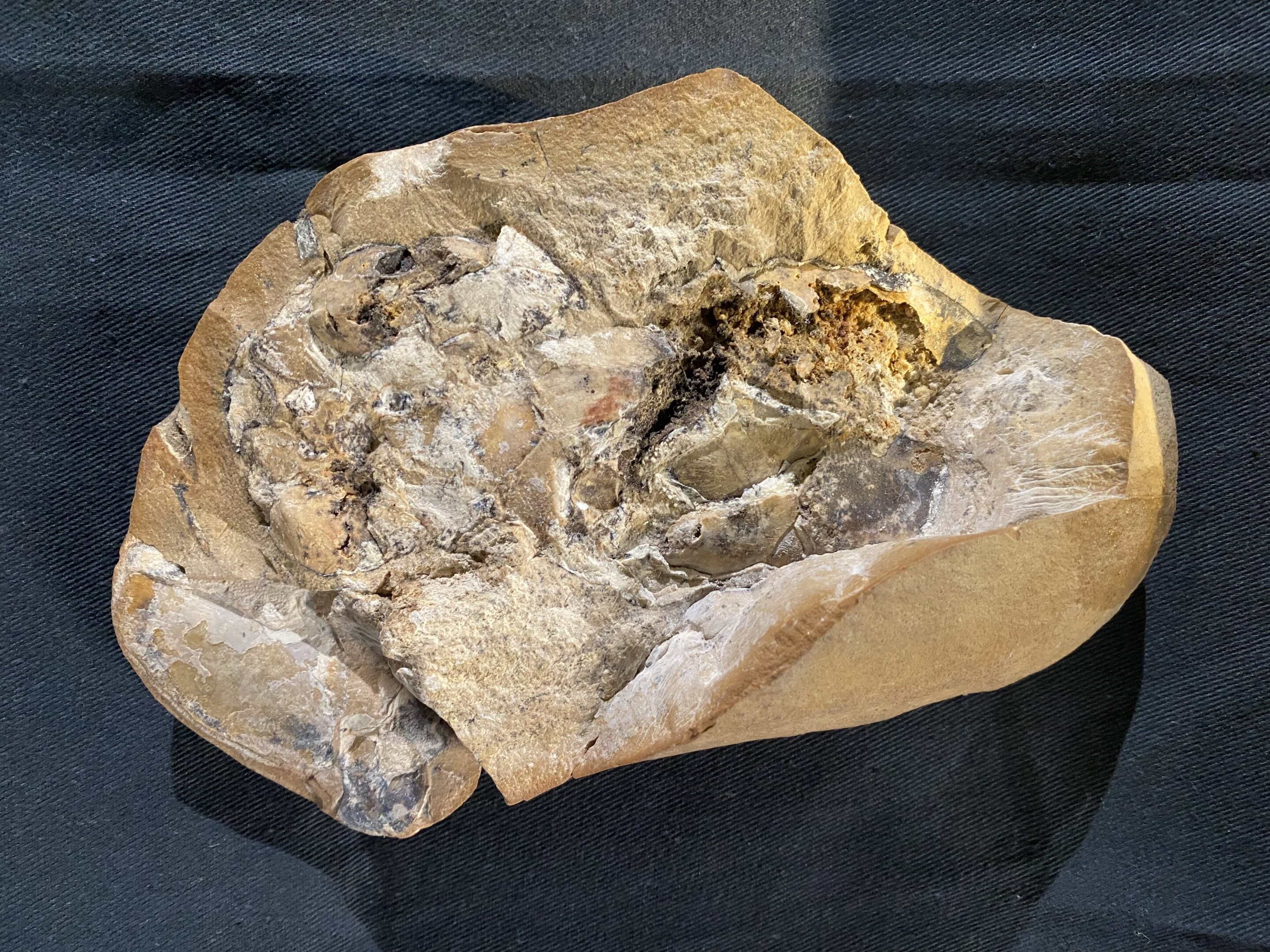Fóssil de peixe do gênero Gogo de 380 milhões de anos foi descoberto na Austrália  (Foto: Yasmine Phillips, Universidade Curtin)