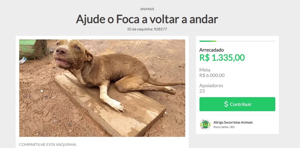 Vaquinha online foi aberta para juntar o dinheiro necessário para o tratamento do pitbull resgatado — Foto: Reprodução