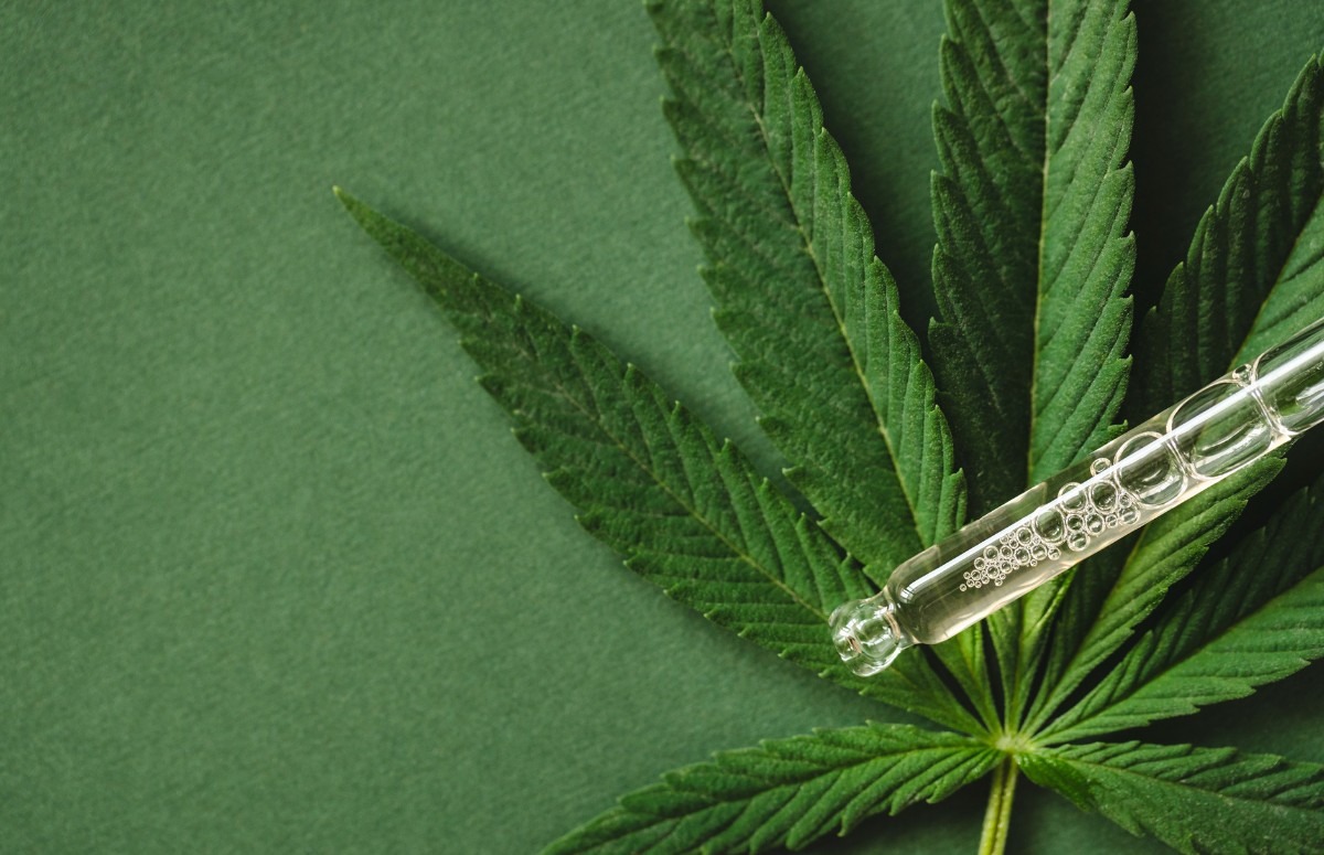 A Cannabis sativa é a planta que dá origem aos produtos psicoativos e ao cânhamo  (Foto: Canva / Creative Commoms)