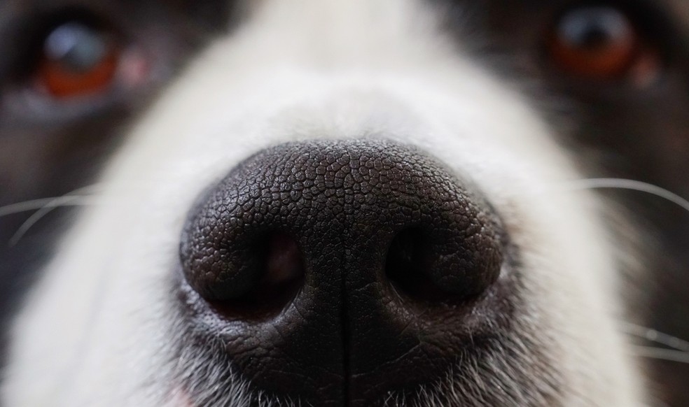 A maneira correta de aplicar perfume no pet é borrifando o produto diretamente sobre o dorso do animal, tomando cuidado com olhos, boca, nariz e orelhas — Foto: Pixabay/ Sven/ CreativeCommons