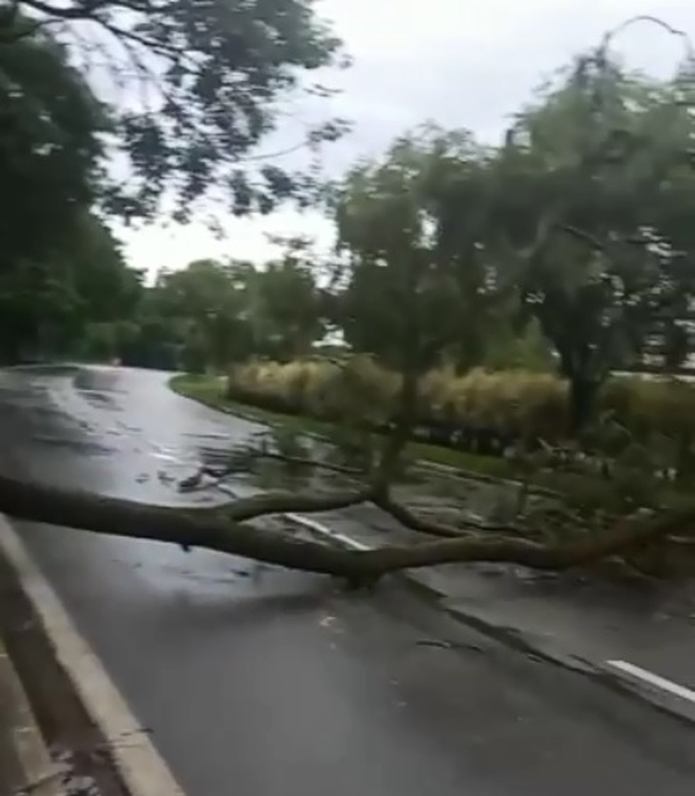 Árvore caiu e interditou uma das pistas da Avenida Dom Aguirre, no Centro de Sorocaba — Foto: Fabrício Zecchin/Arquivo Pessoal