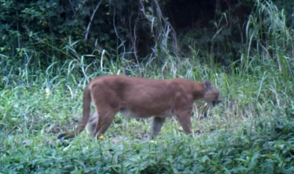Onças são monitoradas por meio de câmeras em Mata Atlântica de Tapiraí (SP) (Foto: TV TEM/Reprodução)