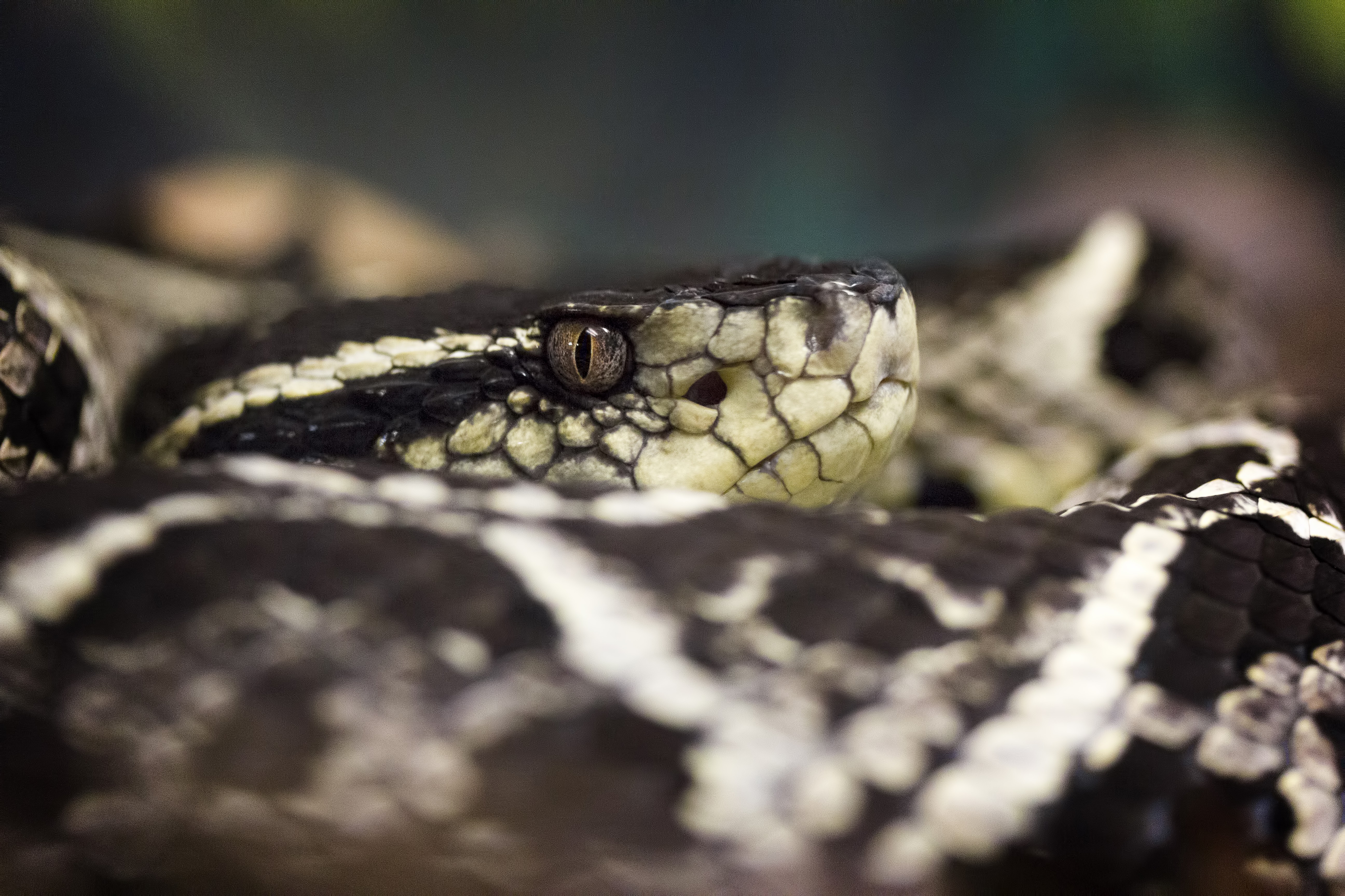 Jararaca é a primeira serpente brasileira a ter genoma sequenciado (Foto: Wikimedia Commons)