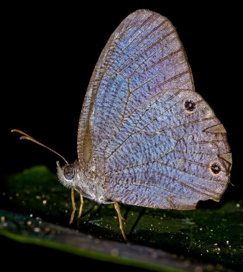 O primeiro registro da borboleta Godartiana byses, no Estado de São Paulo (Foto: Raphael Fraga)