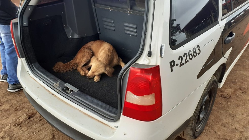 Polícia resgatou cachorra no bairro Pinhalzinho, em Capão Bonito  — Foto: Polícia Civil/Divulgação