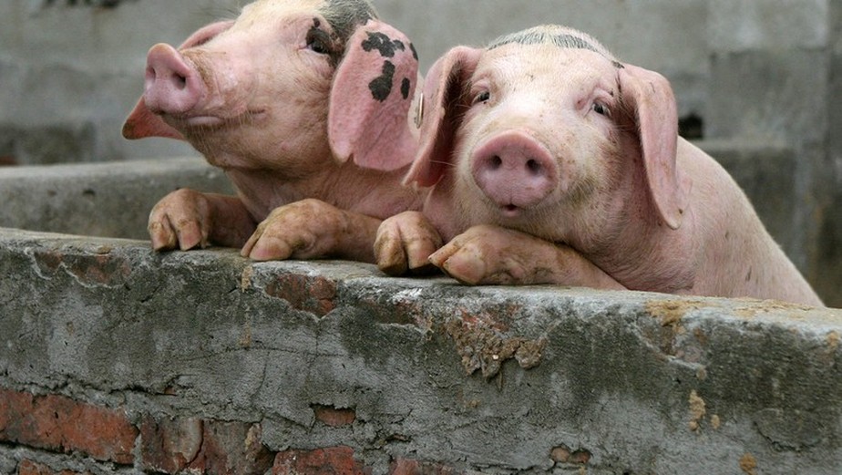 A peste suína africana, que tem se espalhado rapidamente, também acende um alerta para o Brasil
