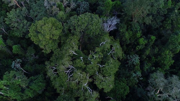 Juiz suspende transferência da gestão de florestas para Agricultura (Foto: Divulgação TV Brasil)