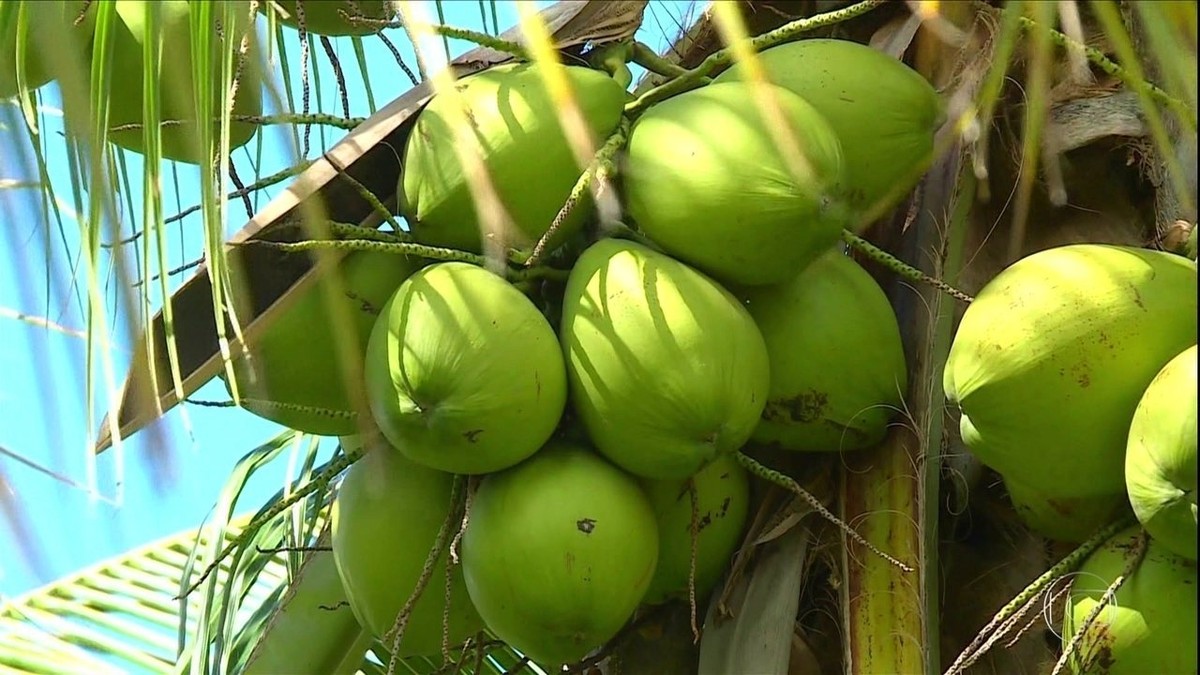 Com falta de procura, produtores de coco de Pernambuco enfrentam preços baixos thumbnail