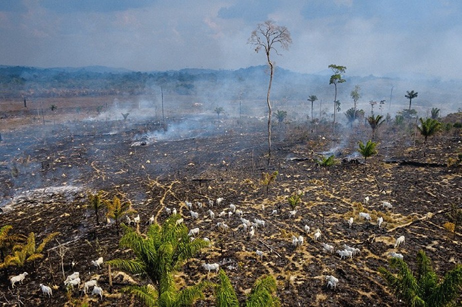 Estamos passando pela sexta extinção em massa da biodiversidade, dizem cientistas