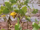 Excesso de chuva castiga produção de soja no Mato Grosso do Sul