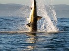 Fotógrafo brasileiro flagra ataque de tubarão branco a foca na África do Sul