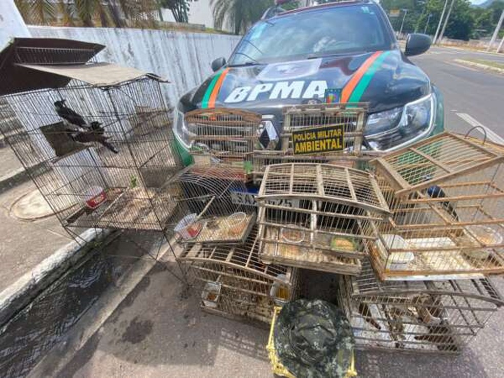 Aves apreendidas estavam presas em dez gaiolas, um viveiro e um alçapão — Foto: BPMA
