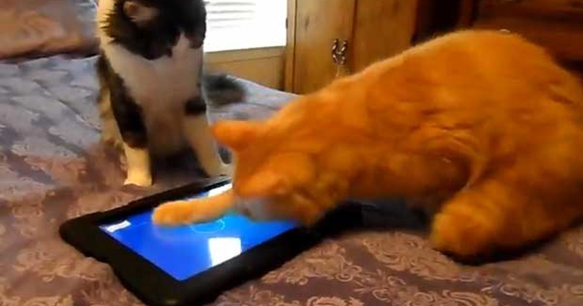 VÍDEO DE GATO DO JOGO DE GATO! Esse é o jogo mais fofo do mundo