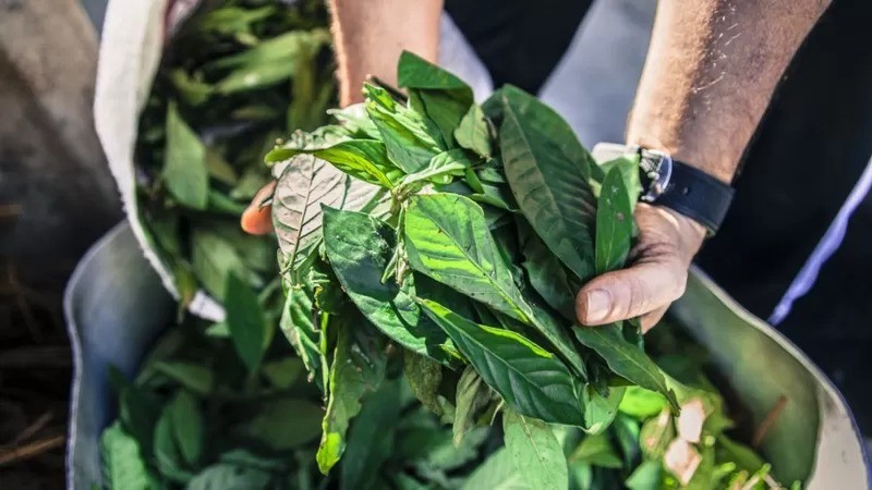 Folhas para a preparação da ayahuasca (Foto: GETTY IMAGES via BBC)
