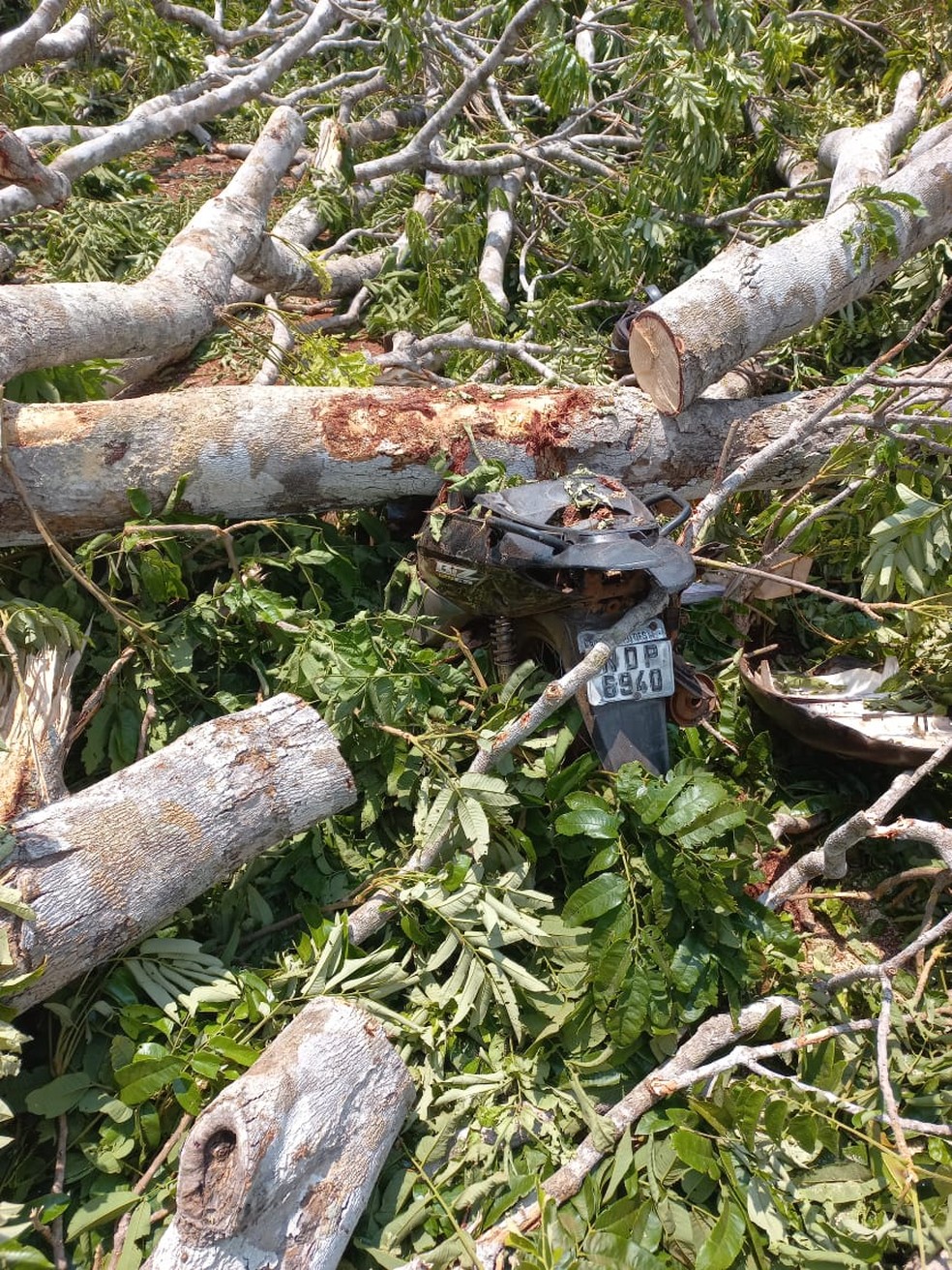 Agente de saúde morre após ser atingida por árvore em Alta Floresta D'Oeste, RO  — Foto: Rudnei/Reprodução