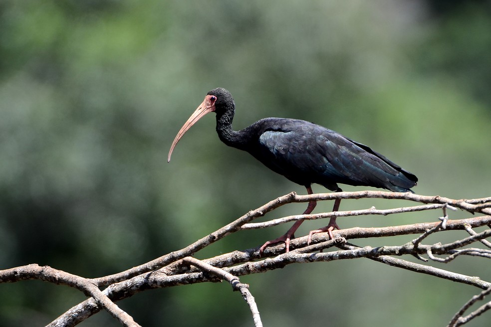Conheca Os Parentes Das Curicacas Guaras E Colhereiros Terra Da Gente G1 Grátis para uso comercial ✓ atribuição não requerida ✓. conheca os parentes das curicacas