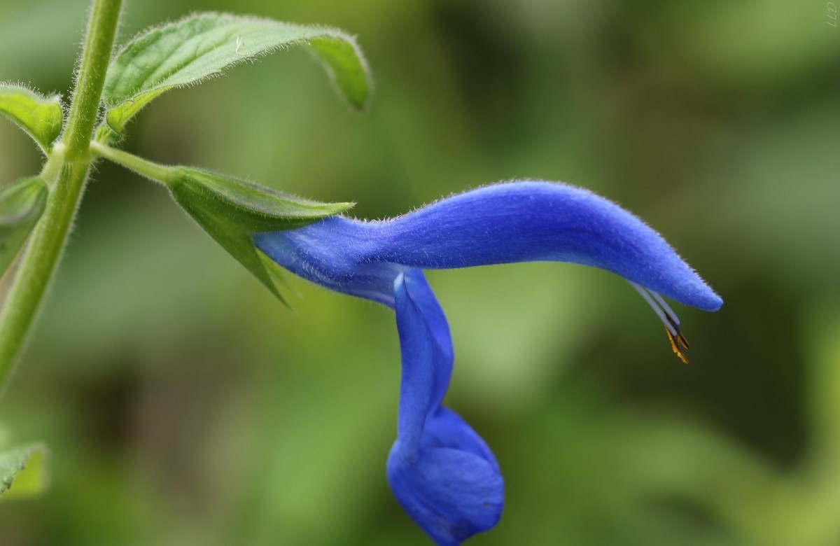Salvia farinacea (Foto: Flickr/ Luc LEROY-DERENNE / CreativeCommons)