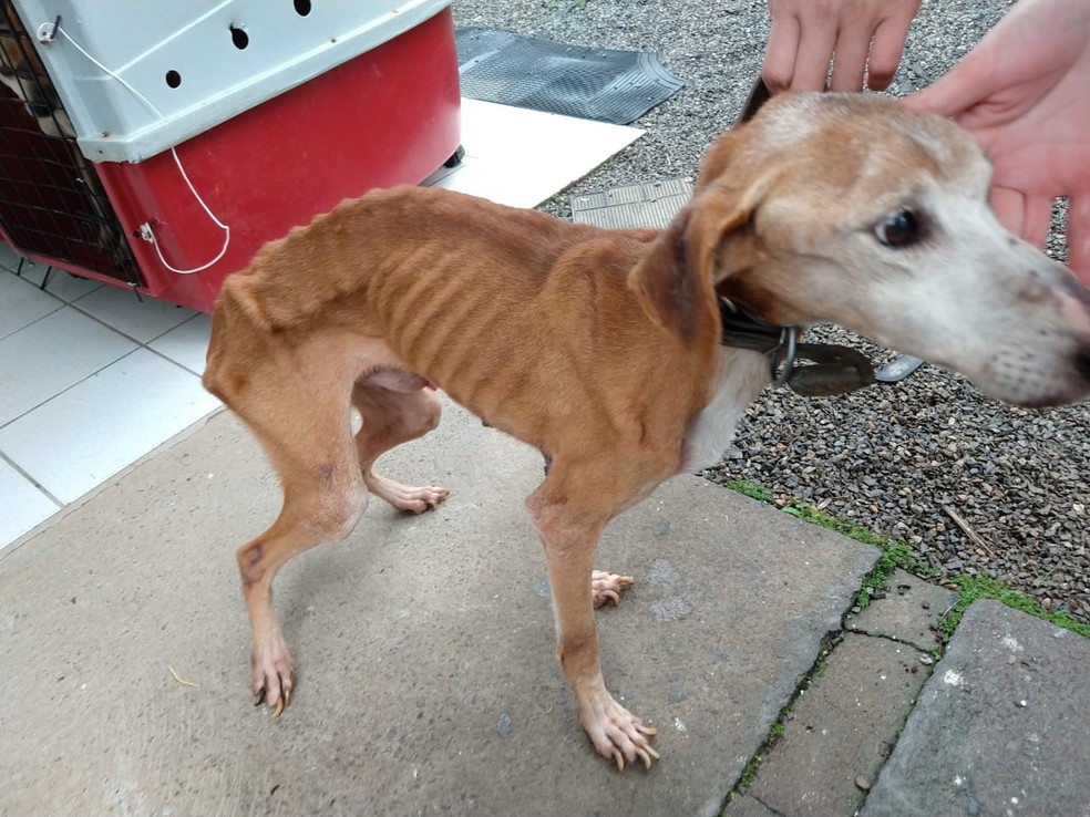 Animais eram mantidos em cativeiro — Foto: Polícia Civil/Divulgação