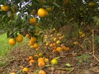 Em SP, falta de acordo entre indústria e produtores atrasa colheita da laranja