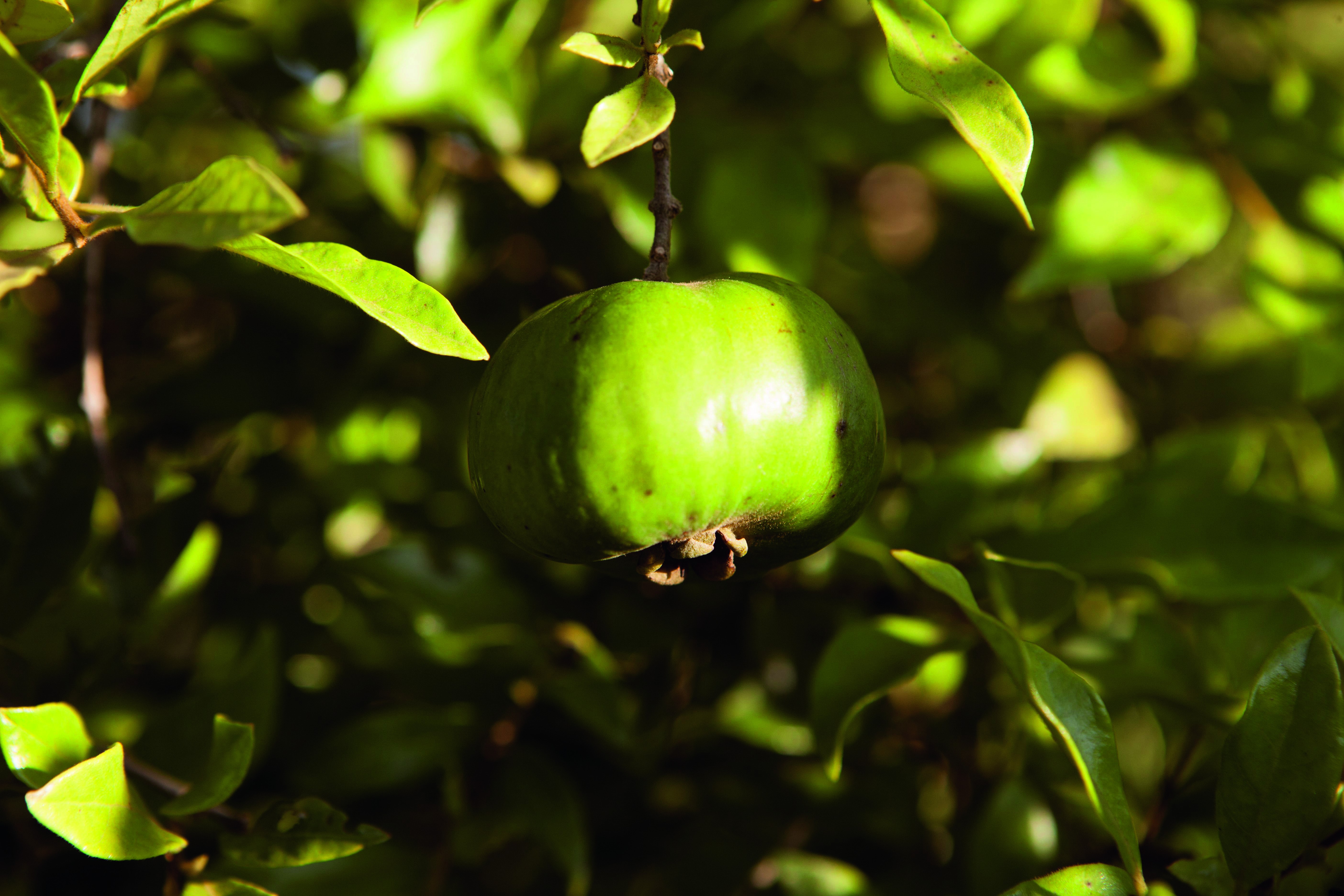 Como plantar guabiroba: a fruta rica em vitamina C - Revista Globo Rural