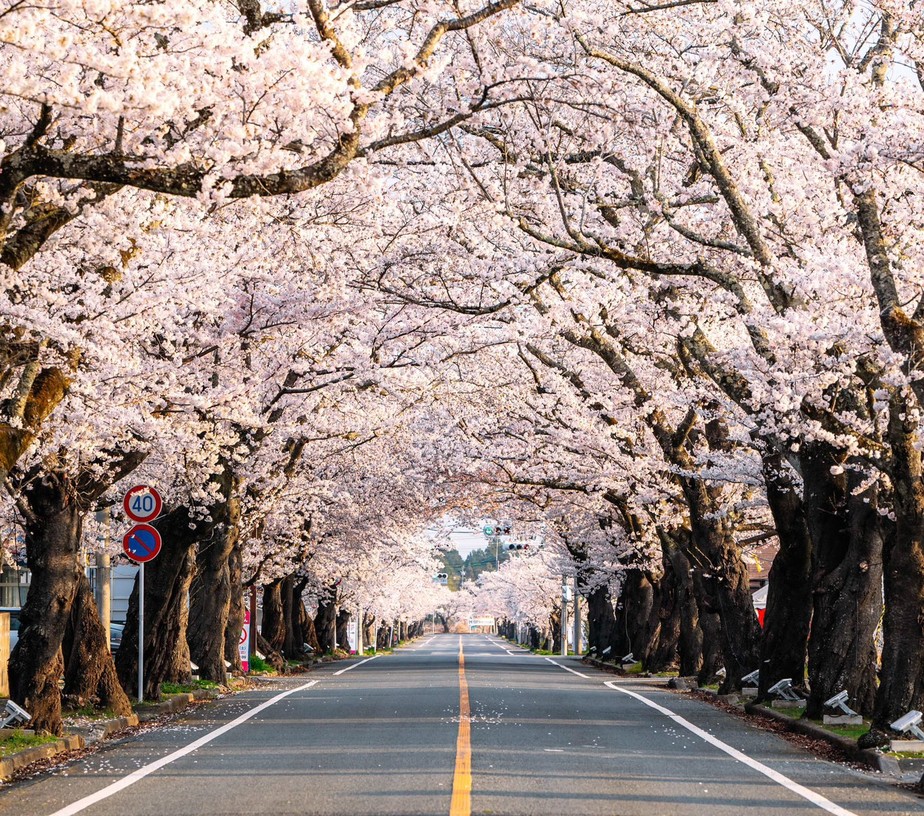 Flores de cerejeira na cidade de Tomioka, área reaberta próxima à usina nuclear de Fukushima, no Japão