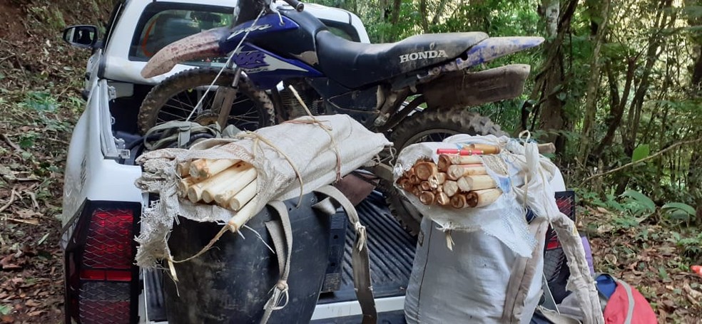 Palmitos foram apreendidos durante operação — Foto: Divulgação/ Polícia Militar Ambiental