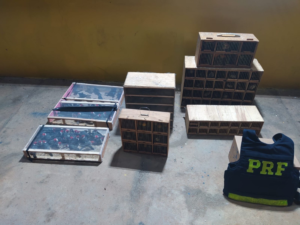 Homem é detido com mais de 300 pássaros silvestres em Montes Claros