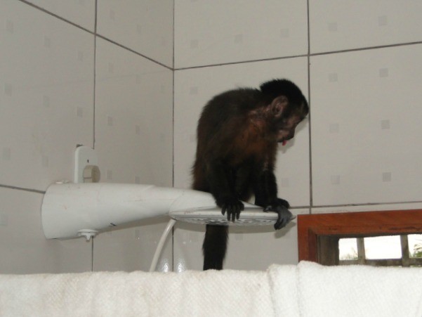 Guarda Municipal resgata macaco-prego abandonado em porta de