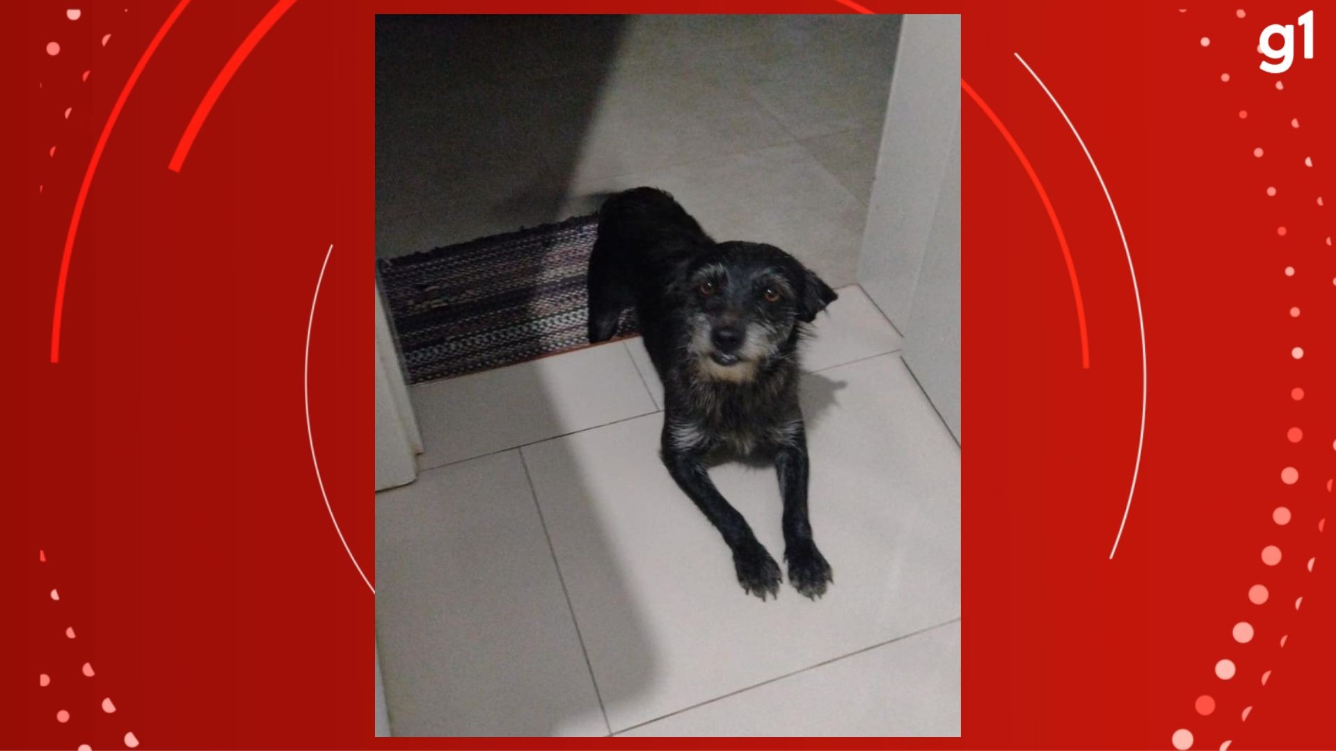 Cachorro invade campo e 'impede' lance de ataque em partida de futebol no RS; VÍDEO