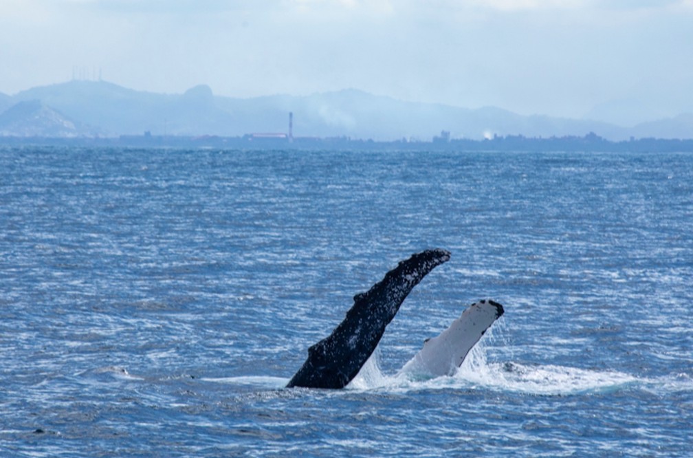 Projeto Baleia Jubarte registra crescimento no número de filhotes nascidos na Bahia e Espírito Santo — Foto: Projeto Baleia Jubarte