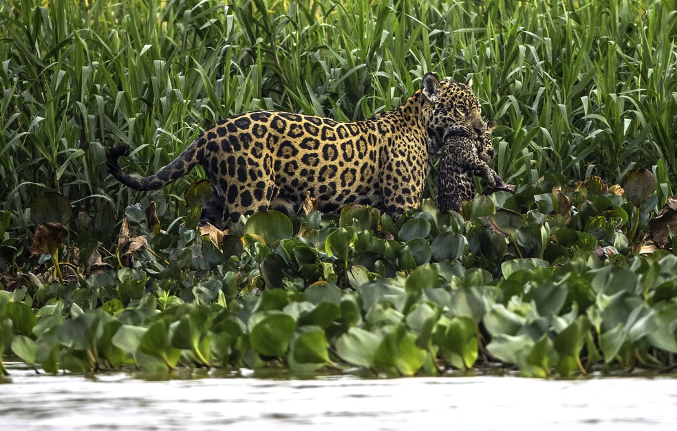 FÃªmeas do felino podem pesar atÃ© 110 kg no Pantanal â€” Foto: Mike Bueno/ Vc no TG